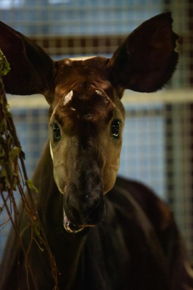 Nowa mieszkanka wrocławskiego zoo. Poznajcie okapi Zawadi [Foto]