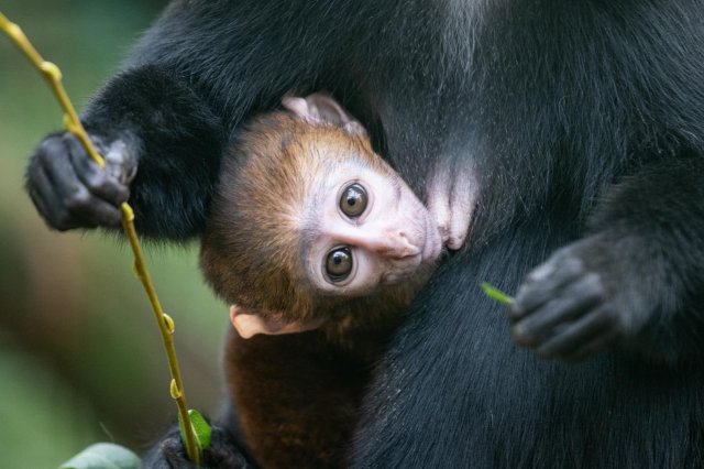 Dzień Małpy: Jak wrocławskie zoo wspiera człekokształtne zwierzątka?