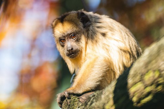 Dzień Małpy: Jak wrocławskie zoo wspiera człekokształtne zwierzątka?