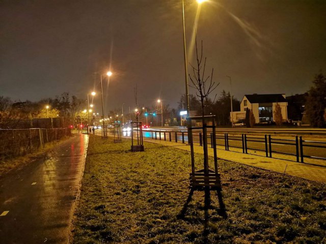 Na Krzykach i Złotnikach wyrośnie dużo nowych drzew i krzewów [Foto, Szczegóły]