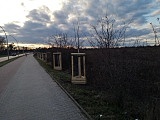 Posadzono nowe drzewka przy ulicy Czekoladowej. Wyrosną na wiosnę [Foto]