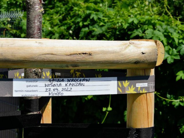 Nasadzenia przy inwestycjach drogowych. Które przydrożne tereny zazieleniono w 2022 roku?