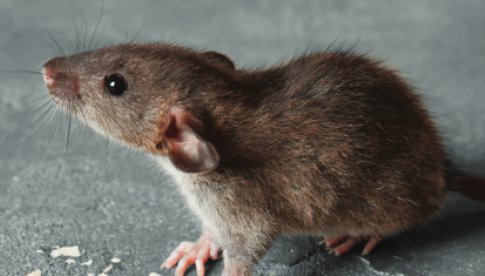 Coraz więcej szczurów na ulicach Wrocławia: Przeprowadzona zostanie interwencyjna deratyzacja [SZCZEGÓŁY]