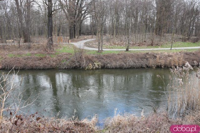 Widawa mocno wezbrała po roztopach. Poziom wody przekroczył stan ostrzegawczy [Foto]