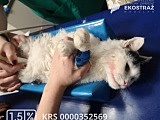 To historia jak z horroru, ale wydarzyła się naprawdę! Zwyrodnialec kilkukrotnie uderzał kotem o barierki balkonu, żeby zemścić się na partnerce [Foto]