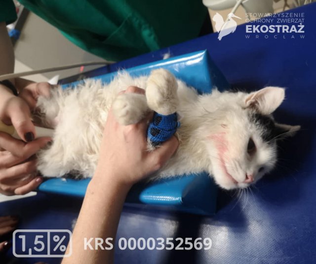 To historia jak z horroru, ale wydarzyła się naprawdę! Zwyrodnialec kilkukrotnie uderzał kotem o barierki balkonu, żeby zemścić się na partnerce [Foto]