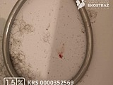 To historia jak z horroru, ale wydarzyła się naprawdę! Zwyrodnialec kilkukrotnie uderzał kotem o barierki balkonu, żeby zemścić się na partnerce [Foto]