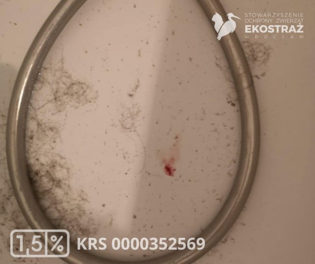 To historia jak z horroru, ale wydarzyła się naprawdę! Zwyrodnialec kilkukrotnie uderzał kotem o barierki balkonu, żeby zemścić się na partnerce [Foto]