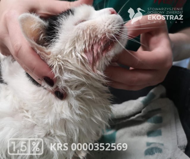 To historia jak z horroru, ale wydarzyła się naprawdę! Zwyrodnialec kilkukrotnie uderzał kotem o barierki balkonu, żeby zemścić się na partnerce [Foto]