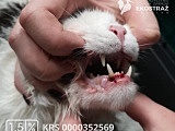 To historia jak z horroru, ale wydarzyła się naprawdę! Zwyrodnialec kilkukrotnie uderzał kotem o barierki balkonu, żeby zemścić się na partnerce [Foto]