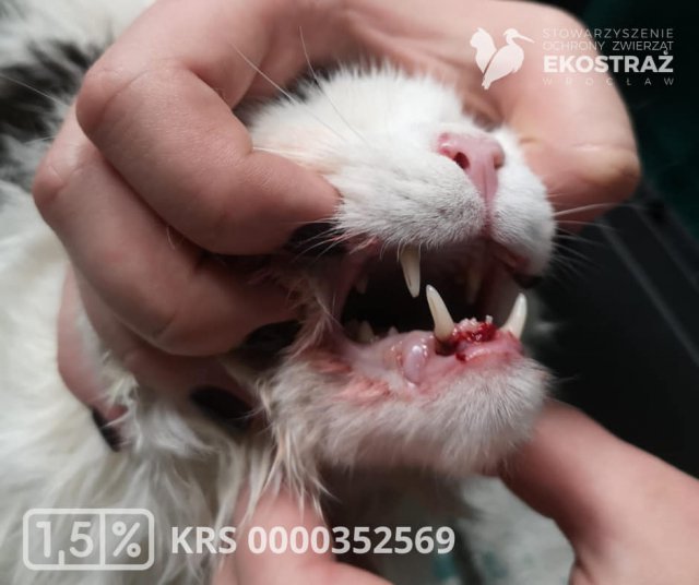 To historia jak z horroru, ale wydarzyła się naprawdę! Zwyrodnialec kilkukrotnie uderzał kotem o barierki balkonu, żeby zemścić się na partnerce [Foto]