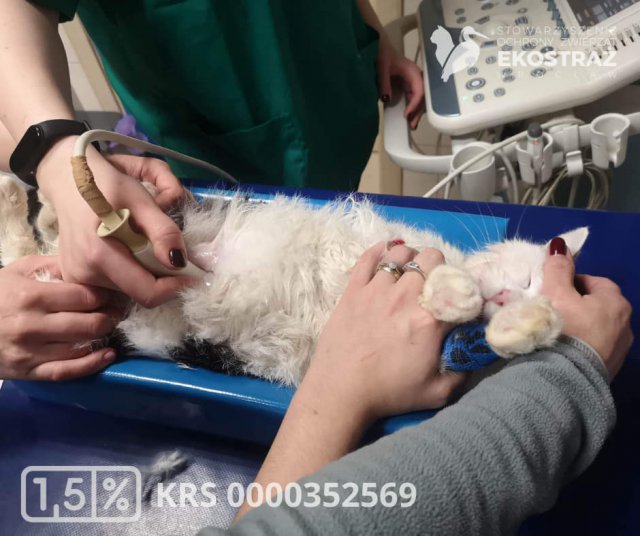 To historia jak z horroru, ale wydarzyła się naprawdę! Zwyrodnialec kilkukrotnie uderzał kotem o barierki balkonu, żeby zemścić się na partnerce [Foto]