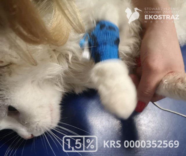 To historia jak z horroru, ale wydarzyła się naprawdę! Zwyrodnialec kilkukrotnie uderzał kotem o barierki balkonu, żeby zemścić się na partnerce [Foto]