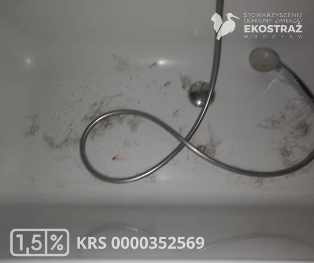 To historia jak z horroru, ale wydarzyła się naprawdę! Zwyrodnialec kilkukrotnie uderzał kotem o barierki balkonu, żeby zemścić się na partnerce [Foto]