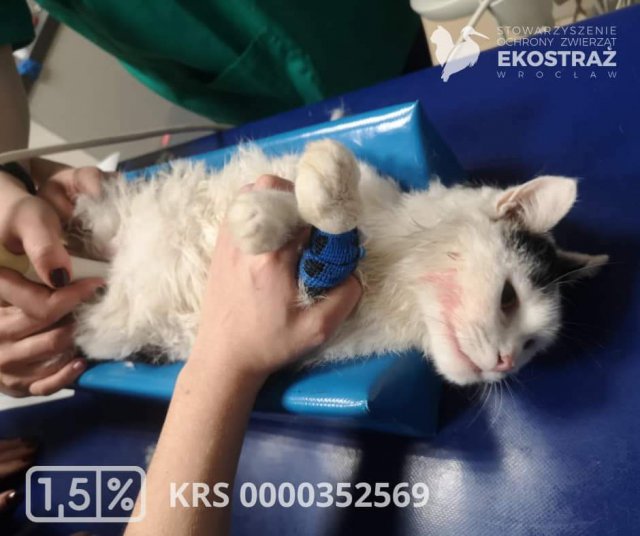 To historia jak z horroru, ale wydarzyła się naprawdę! Zwyrodnialec kilkukrotnie uderzał kotem o barierki balkonu, żeby zemścić się na partnerce [Foto]
