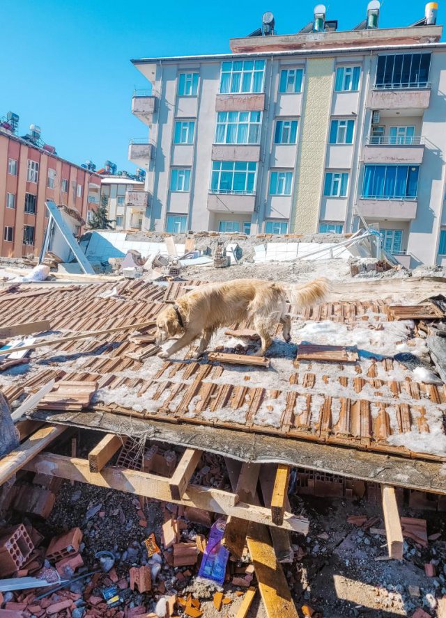 Poznaj Oriona - psa ratownika, który wrócił z Turcji. Teraz jest leczony przez lekarzy z UPWr [Foto]