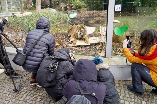 Tygrys Tengah obchodził swoje 14. urodziny [Foto]