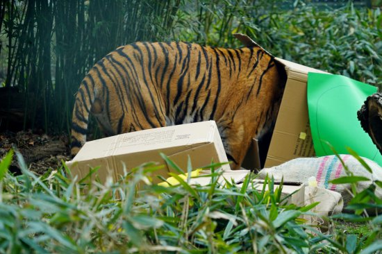 Tygrys Tengah obchodził swoje 14. urodziny [Foto]