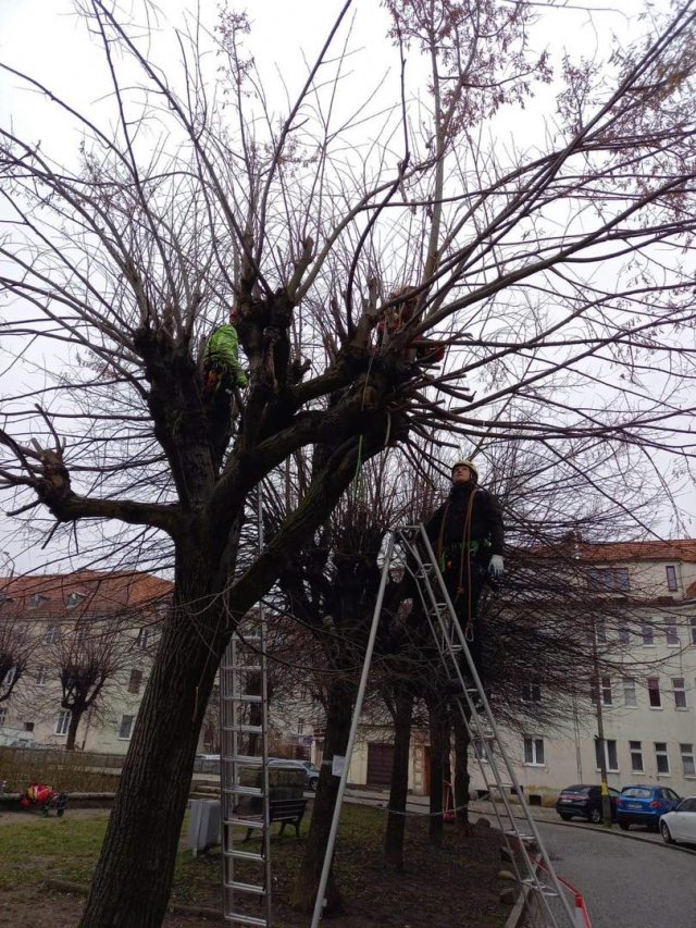 Pielęgnacja drzew i zapewnienie im dobrych warunków siedliskowych to istotny element dbania o przyrodę. Tak zrobiono na placu Piłsudskiego [Foto]