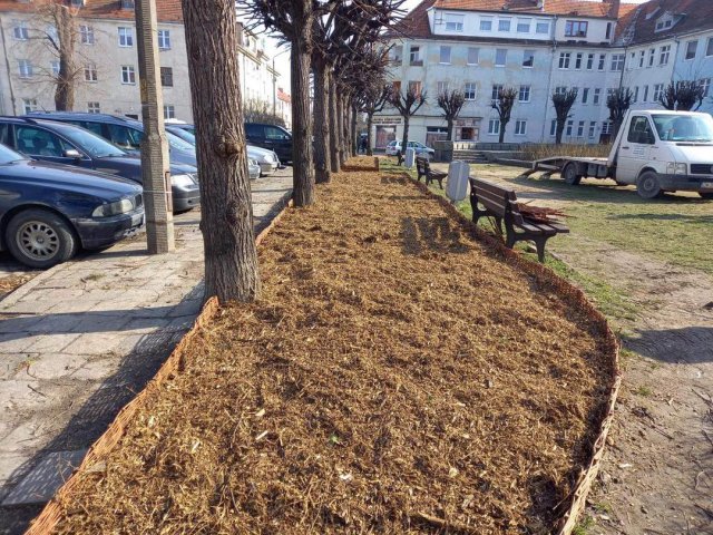 Pielęgnacja drzew i zapewnienie im dobrych warunków siedliskowych to istotny element dbania o przyrodę. Tak zrobiono na placu Piłsudskiego [Foto]