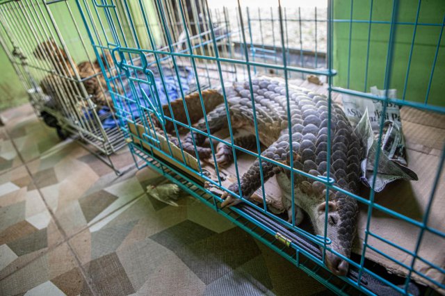 Łuski, skóry, zęby zwierząt - ich przemyt kwitnie. ZOO szkoli policję z CITES [Foto]