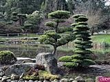Zobaczyliśmy urokliwy Ogród Japoński dzień przed otwarciem sezonu. Widać oznaki wiosny [PRAKTYCZNE INFORMACJE, FOTO]