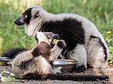 Zoo ratuje zagrożone gatunki. Dzień Ziemi to szczególna data [Foto]