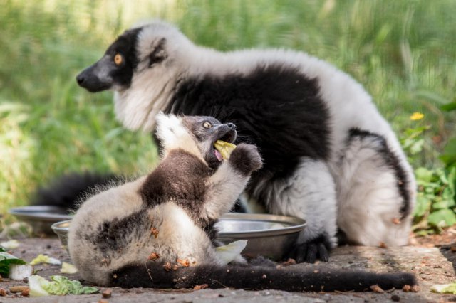 Zoo ratuje zagrożone gatunki. Dzień Ziemi to szczególna data [Foto]