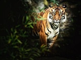 Zoo ratuje zagrożone gatunki. Dzień Ziemi to szczególna data [Foto]