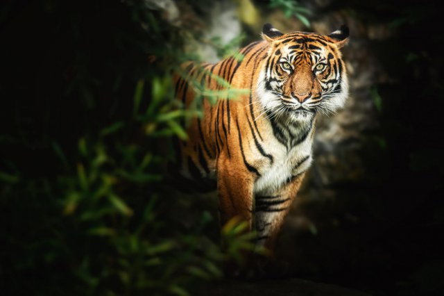 Zoo ratuje zagrożone gatunki. Dzień Ziemi to szczególna data [Foto]