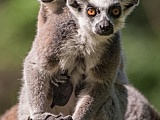 Zoo ratuje zagrożone gatunki. Dzień Ziemi to szczególna data [Foto]