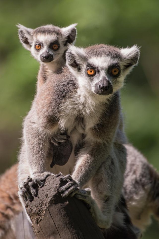 Zoo ratuje zagrożone gatunki. Dzień Ziemi to szczególna data [Foto]
