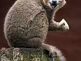 Zoo ratuje zagrożone gatunki. Dzień Ziemi to szczególna data [Foto]