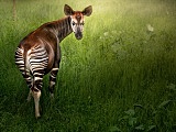 Zoo ratuje zagrożone gatunki. Dzień Ziemi to szczególna data [Foto]