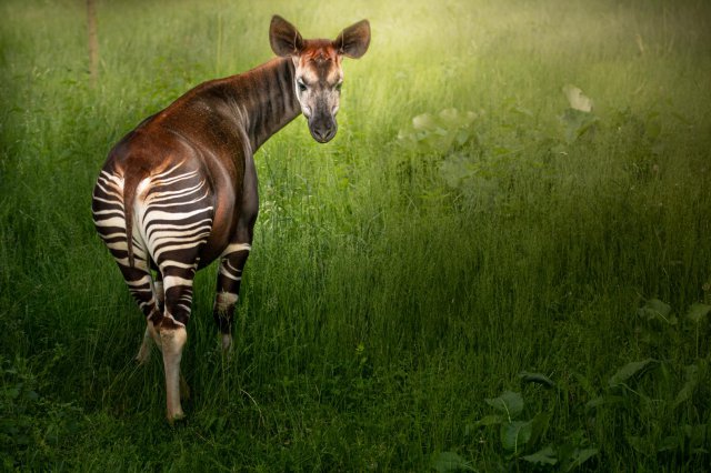 Zoo ratuje zagrożone gatunki. Dzień Ziemi to szczególna data [Foto]