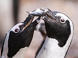 Zoo ratuje zagrożone gatunki. Dzień Ziemi to szczególna data [Foto]