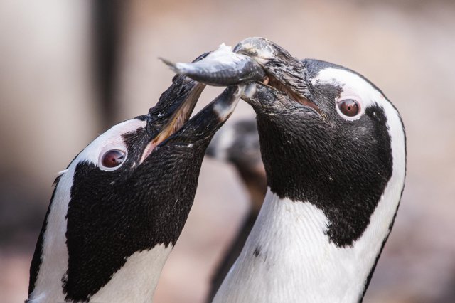 Zoo ratuje zagrożone gatunki. Dzień Ziemi to szczególna data [Foto]