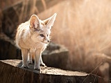 Zoo ratuje zagrożone gatunki. Dzień Ziemi to szczególna data [Foto]