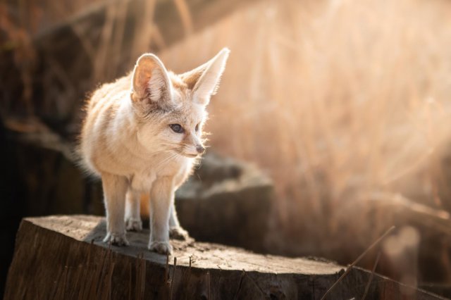 Zoo ratuje zagrożone gatunki. Dzień Ziemi to szczególna data [Foto]