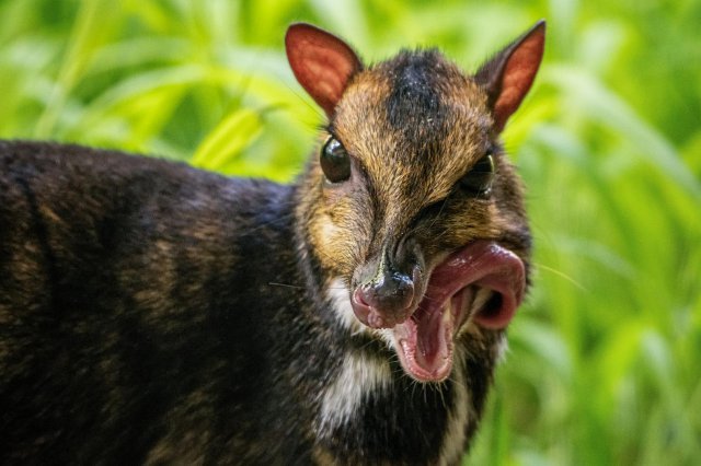Zobacz uroczego myszojelenia z wrocławskiego ZOO [Foto, Wideo]
