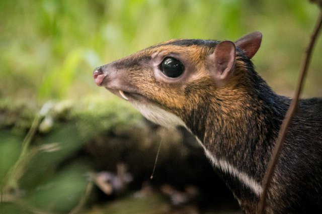 Zobacz uroczego myszojelenia z wrocławskiego ZOO [Foto, Wideo]