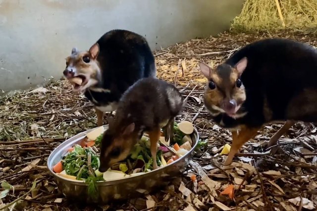 Zobacz uroczego myszojelenia z wrocławskiego ZOO [Foto, Wideo]