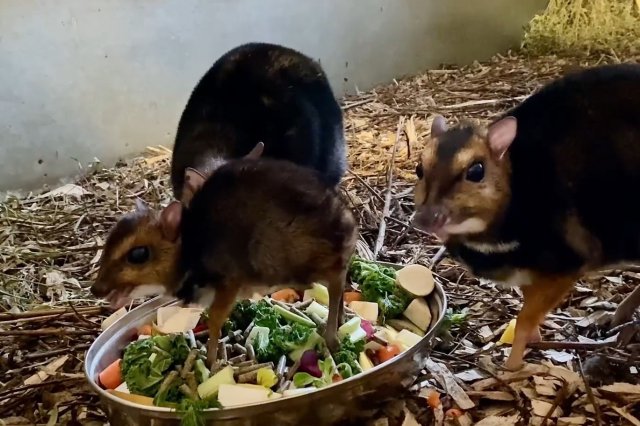 Zobacz uroczego myszojelenia z wrocławskiego ZOO [Foto, Wideo]