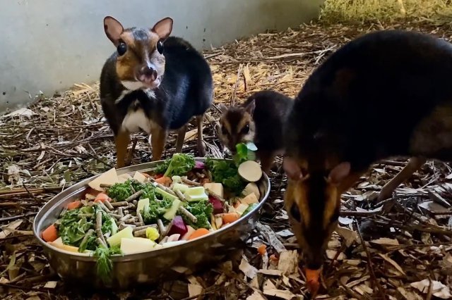 Zobacz uroczego myszojelenia z wrocławskiego ZOO [Foto, Wideo]