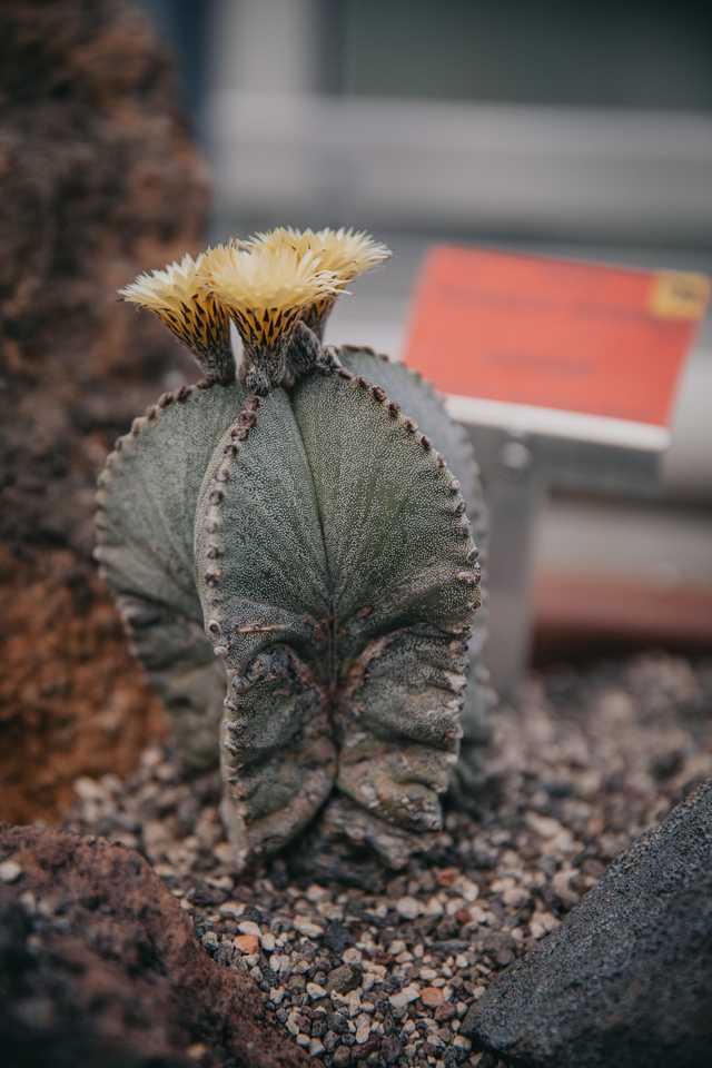 Szklarnie w Ogrodzie Botanicznym UWr już otwarte!