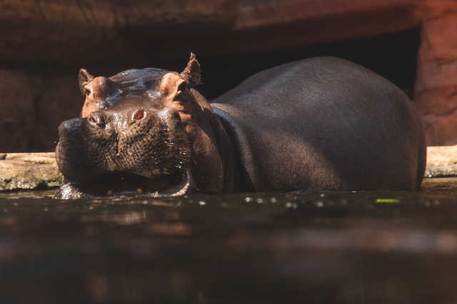 Urodziny hipopotamicy Rumby we wrocławskim ZOO [FOTO]
