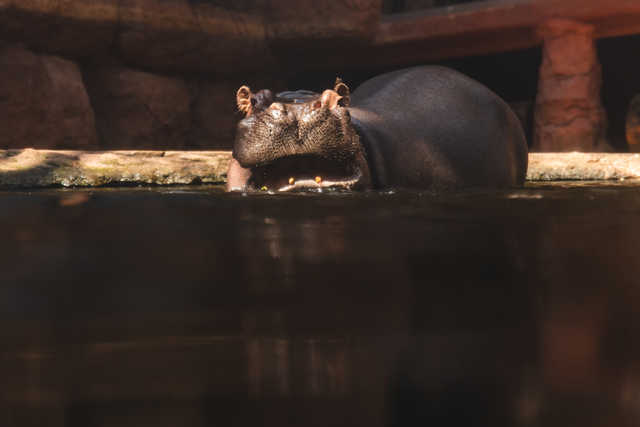 Urodziny hipopotamicy Rumby we wrocławskim ZOO [FOTO]