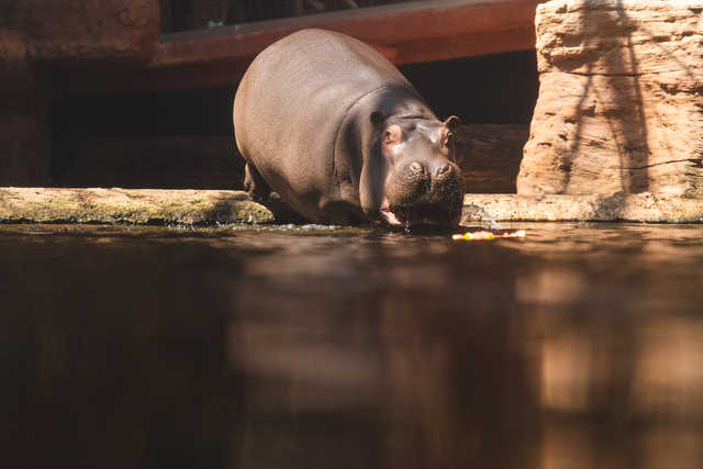 Urodziny hipopotamicy Rumby we wrocławskim ZOO [FOTO]