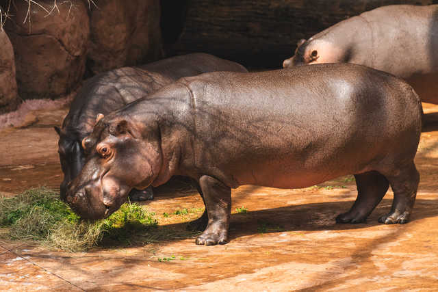Urodziny hipopotamicy Rumby we wrocławskim ZOO [FOTO]