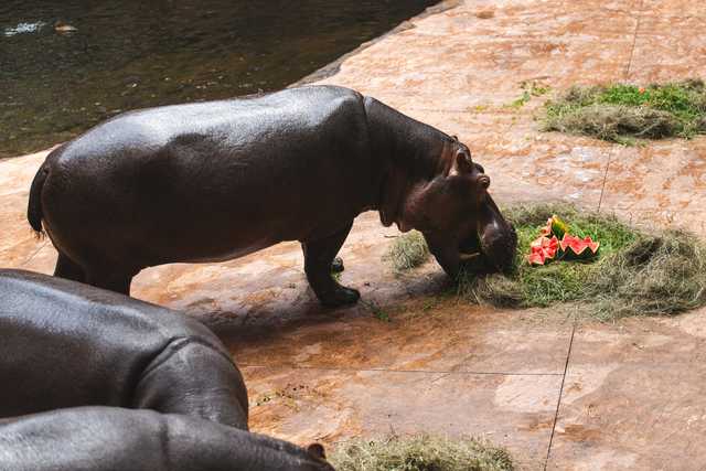 Urodziny hipopotamicy Rumby we wrocławskim ZOO [FOTO]
